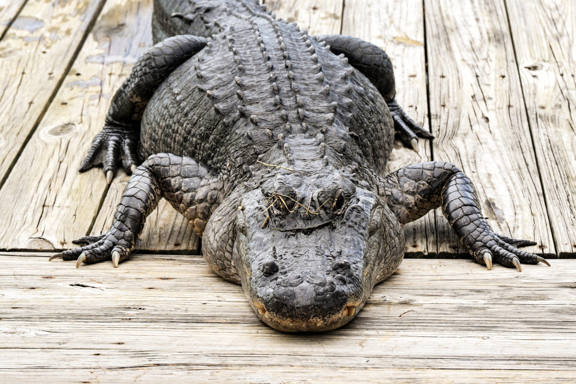 DeSantis Devises A Reptilian Plan For Detaining Criminal Migrants